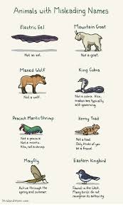 What are the 10 most popular animals? Animals With Misleading Names I Can Has Cheezburger