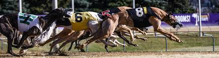 See actions taken by the people who manage and post. West Virginia Greyhound Racing Wheeling Island Racetrack Near Youngstown Oh Pittsburgh Washington Pa