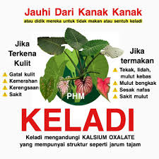Gratis berburu tanaman keladi hias kampung menguntungkan hunt caladium in village. Pokok Keladi Hiasan Indah Dilihat Tapi Jaga Jaga Dengan Cucukannya Kanak Kanak Mungkin Alami Keracunan Hbit Dot My By Tv Alhijrah