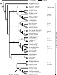 Image result for Corynanthe lane-poolei
