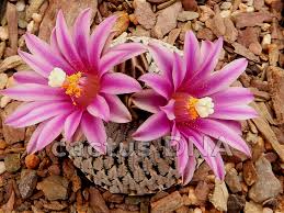 Image result for Euphorbia rubriflora