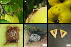 Image result for Rhagoletis completa