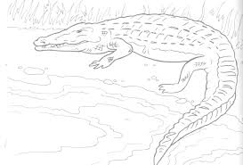 Just as your kid plays with a ball, this picture depicts how much fun an alligator also loves to have. Free Printable Alligator Coloring Pages For Kids