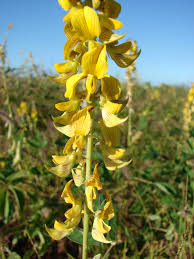 Image result for Crotalaria barkae