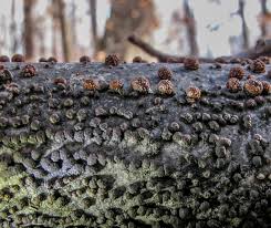 Image result for Hypoxylon multiforme