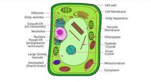 Animal cell information in kannada. Hey Friends Here Is My Question Diagram Of Animal Cell And Plant Cell Brainly In