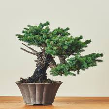 アカエゾマツ 盆栽