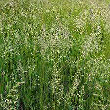 Image result for Festuca