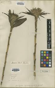 Image result for Disa welwitschii