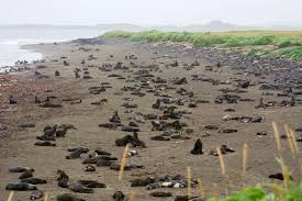 Image result for Paralytic Shellfish Poisoning