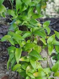 Image result for Asparagus asparagoides