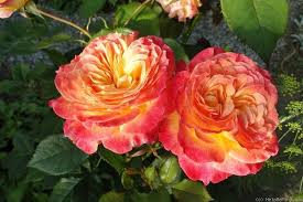 Gartenspass Rose Photo Rose Photos Rose Flowers