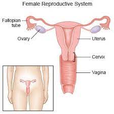 You can feel the hard part of the iud against your cervix; Intrauterine Device What You Need To Know