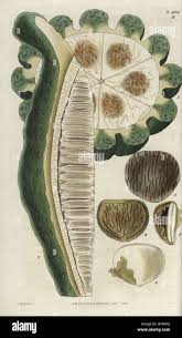 Image result for Telfairia pedata