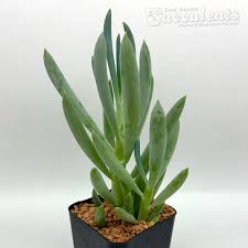 Image result for Senecio striatifolius