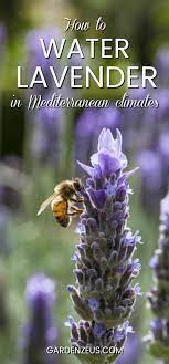 Watering Lavender Tips For Mediterranean Areas Organic Gardening Magazine Watering Lavender Plant