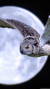 Download gambar burung hantu hd. Koleksi Wallpapers Burung Hantu Owl Untuk Pc Laptop Ngonoo Desktop Background