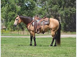 Trusty joshua, texas 76058 usa 2013 buckskin aqha quarter horse gelding. Buckskin All Around Gelding Quarter Horse For Sale In East Helena Mt