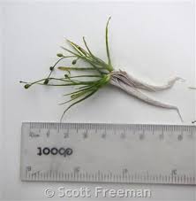 Image result for Subularia