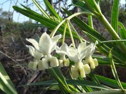 Image result for Gomphocarpus fruticosus