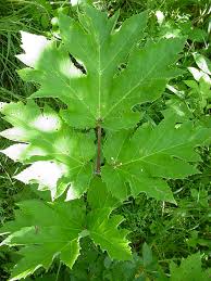 Image result for Heracleum