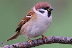 Bauanleitung Spatzenhaus Nabu Spatz Einheimische Vogel Tiere