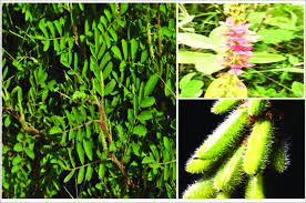 Image result for Indigofera astragalina