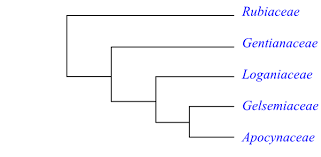 Image result for Sabicea bequaertii