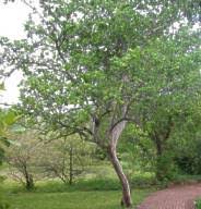 Image result for Strychnos innocua