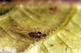Worried you may have fallen prey. Mustard Greens Aphid Pacific Northwest Pest Management Handbooks