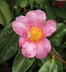 We've selected the very best trees with yellow flowers, from bright yellow flowers to pale lemon coloured ones, and large solitary flowers to flowing recemes made up of many small blooms. Autumn Flowering Trees Finegardening