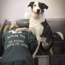 Welcome to whiskers holistic pet care! Hashtag Dog Holistic Pet Care Hundesalon Sheffield Facebook 798 Fotos