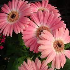 The Q A Archives Gerbera Daisy Gerbera Jamesonii Gerbera
