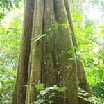 Image result for Hexalobus