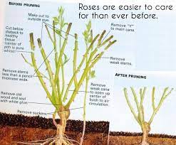 How To Trim Knockout Roses Pruning Roses Trim Rose Bushes Knockout Roses