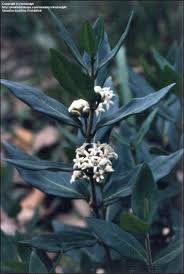 Image result for Marsdenia