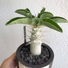 Image result for Pachypodium saundersii