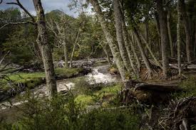 Image result for Canscora kirkii