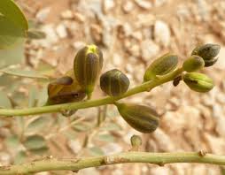 Image result for Senna italica