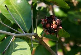 Image result for Ochna natalitia