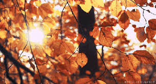 Résultat de recherche d'images pour "gif automne"