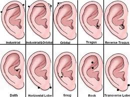 ear piercing diagram already have cartilage lobes but