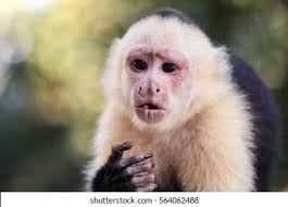 White Faced Capuchin Monkey Eating Cicada Stock Photo 37712125