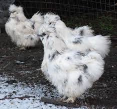 May 23, 2021 · caring for silkie chickens. About Silkie Chickens The Fluffy Bantam That Will Win Your Heart
