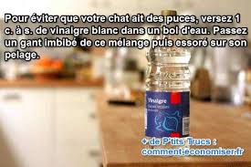 Le Traitement Naturel Contre Les Puces De Chats Chat Puces Anti Puce Chat Puce