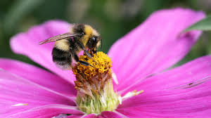 The company multiplies usable space by using modular robotics combining this with ai, sensor fusion and contextual awareness, bumblebee spaces safely and intelligently organizes your. White Tailed Bumblebee London Wildlife Trust