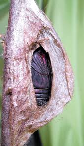 No Title Insects Moth Cecropia Moth