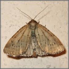 Image result for Photedes minima