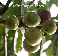 Image result for Vangueria madagascariensis