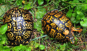 Dnr Eastern Box Turtle